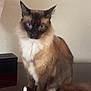 Kat is registered to the contest to win money with this photo: cat, siamese, blue_eyes, fluffy, feline, pet, sitting, indoor, wooden_surface, tail, ears, whiskers, white_paws, brown_fur, black_face, domestic_animal, animal_portrait, calm, looking_at_camera, furry