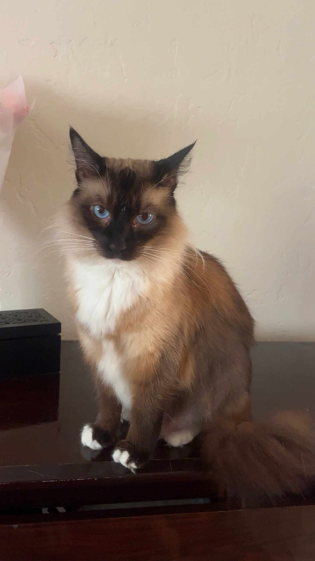Kat