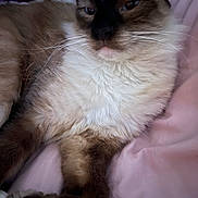 Kat joined the competition — help win amazing prizes! cat, siamese, feline, pet, animal, fur, whiskers, paw, close_up, relaxed, indoor, blanket, soft, cute, mammal, face, laying, resting, domestic_animal, cozy