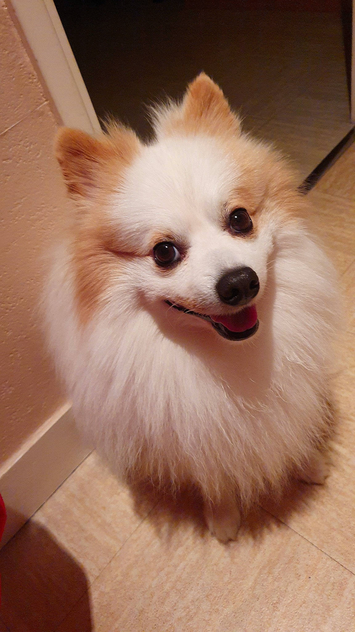 Bouby participe au concours pour gagner de l'argent avec cette photo : american_eskimo_dog, canidae, carnivore, companion_dog, dog, dog_breed, german_spitz, german_spitz_klein, german_spitz_mittel, head, indian_spitz, japanese_spitz, mammal, nose, pomeranian, snout, spitz, vertebrate, volpino_italiano, whiskers