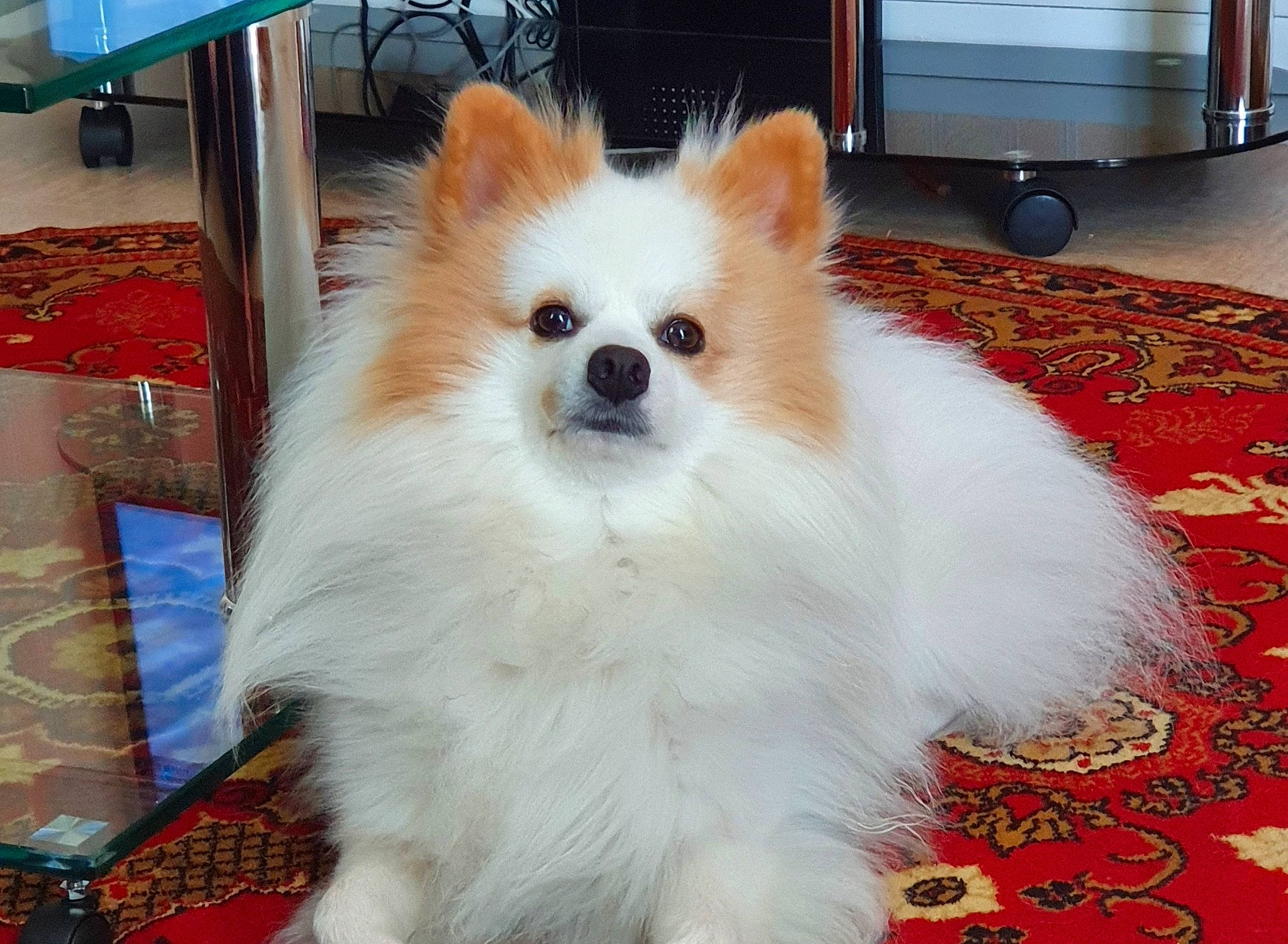 Bouby participe au concours pour gagner de l'argent avec cette photo : canidae, carnivore, companion_dog, dog, dog_breed, german_spitz, german_spitz_klein, german_spitz_mittel, indian_spitz, mammal, non_sporting_group, pomeranian, puppy, rare_breed_dog, snout, spitz, toy_dog, vertebrate, volpino_italiano, whiskers