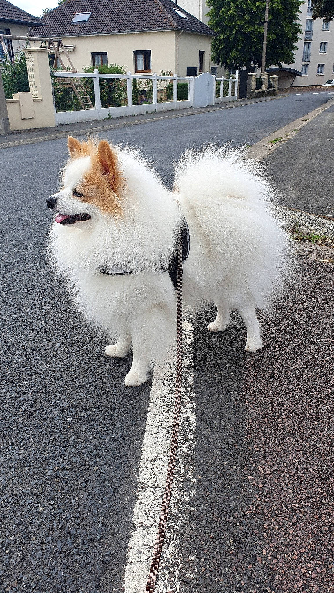 Bouby a rejoint le concours — aidez-le/la à gagner de superbes lots ! american_eskimo_dog, canidae, carnivore, companion_dog, dog, dog_breed, fur, german_spitz, german_spitz_klein, german_spitz_mittel, indian_spitz, japanese_spitz, mammal, non_sporting_group, pomeranian, samoyed, spitz, sporting_group, vertebrate, volpino_italiano