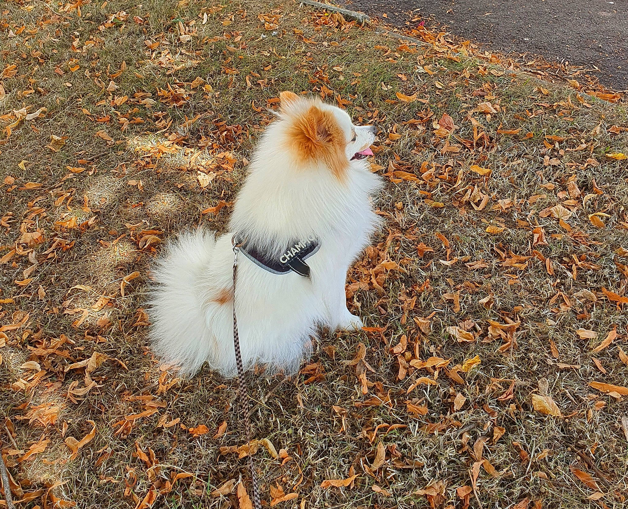 Bouby participe au concours pour gagner de l'argent avec cette photo : autumn, canidae, carnivore, companion_dog, dog, dog_breed, fur, german_spitz, german_spitz_klein, german_spitz_mittel, non_sporting_group, pomeranian, spitz, tail