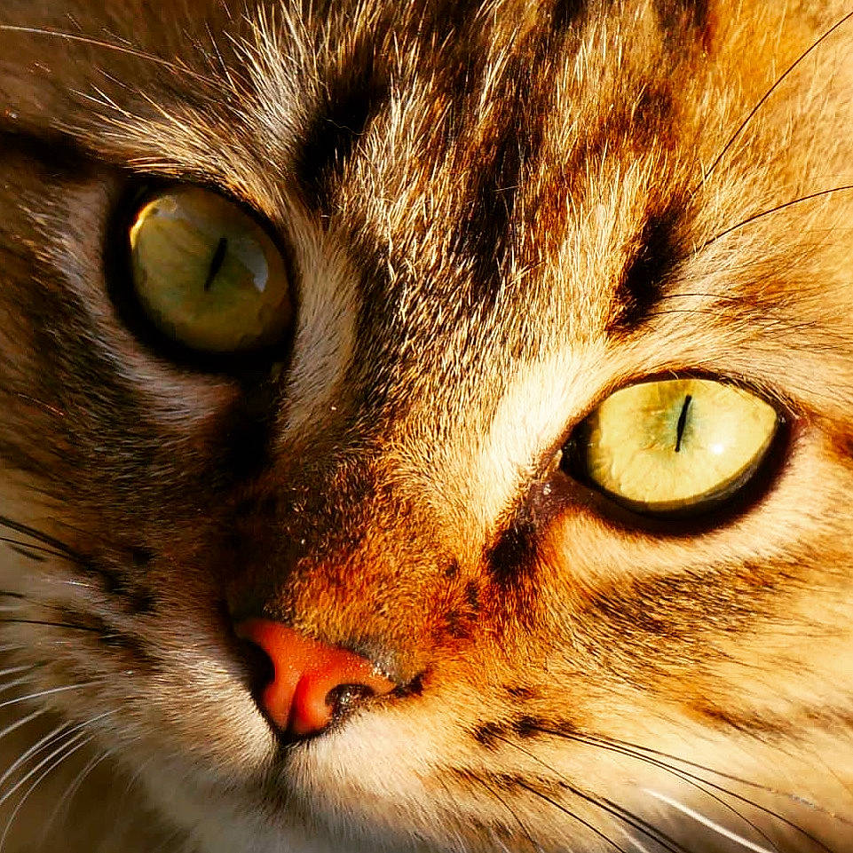 Milo a rejoint le concours — aidez-le/la à gagner de superbes lots ! brown, carnivore, cat, close_up, curious, domestic_short_haired_cat, eye, felidae, fur, head, iris, macro_photography, photography, small_to_medium_sized_cats, snout, terrestrial_animal, whiskers, wildlife