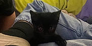 Saskia is registered to the contest to win money with this photo: black_kitten, cat, denim, jeans, shoe, sole, blanket, yellow_blanket, purple_blanket, indoor, cozy, pet, furniture, relaxed, resting, animal, casual, home, cute, small