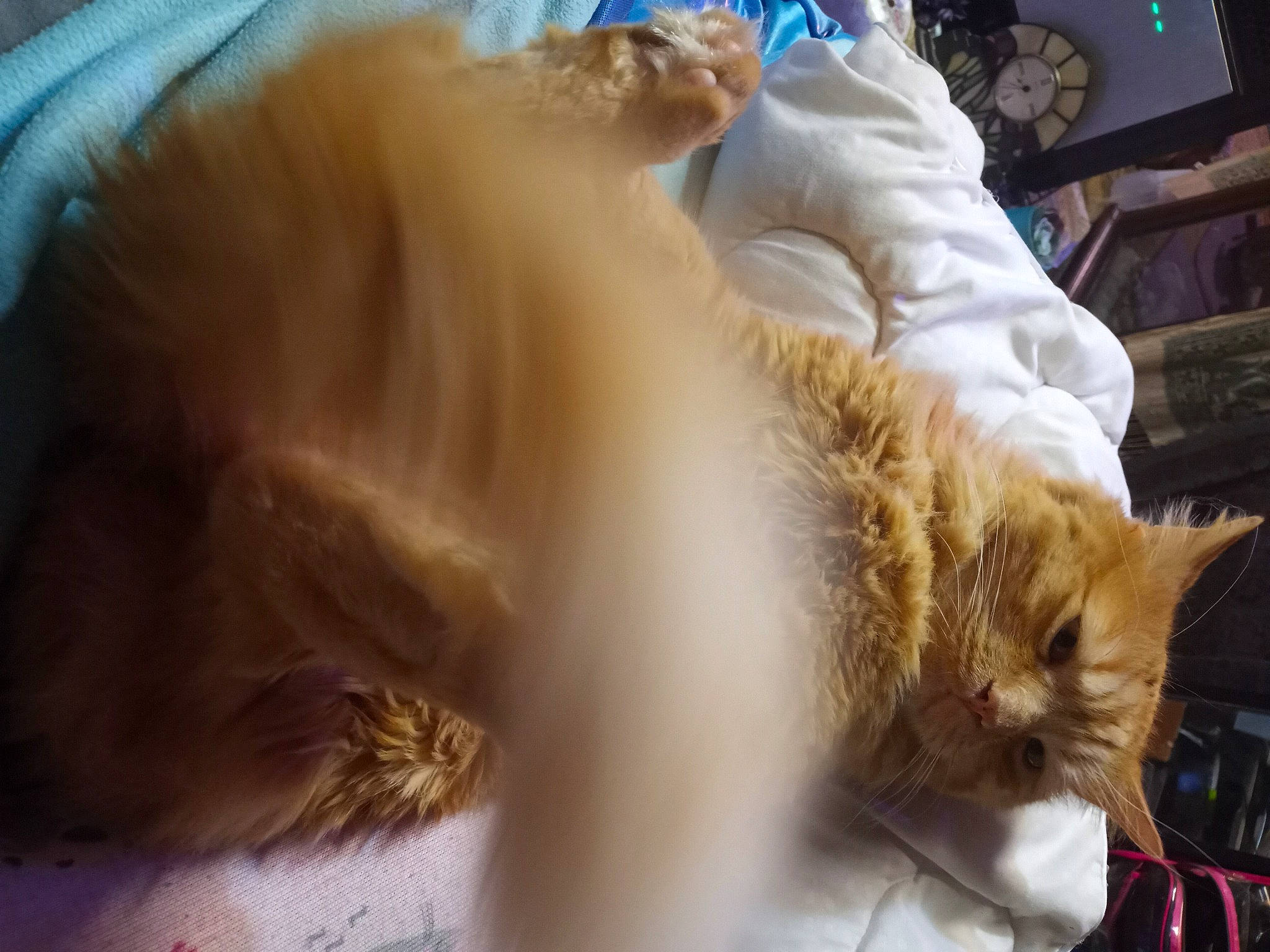 Doug joined the competition — help win amazing prizes! carnivore, cat, claw, comfort, companion_dog, domestic_short_haired_cat, fawn, felidae, fur, nap, paw, sleep, small_to_medium_sized_cats, snout, tail, whiskers, winter