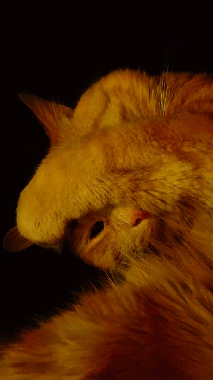 Doug joined the competition — help win amazing prizes! carnivore, cat, claw, cloud, darkness, domestic_short_haired_cat, ear, fawn, felidae, fur, nap, paw, plant, sleep, small_to_medium_sized_cats, snout, tail, terrestrial_animal, whiskers, wood