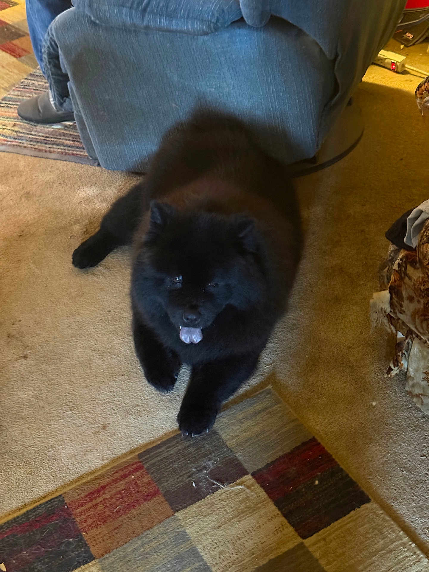 Tessa is registered to the contest to win money with this photo: dog, black_dog, carpet, rug, armchair, indoor, pet, tongue_out, furniture, cozy, living_room, fluffy, animal, relaxed, home, domestic, floor, resting, canine, cute