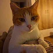 Ronald Weasley a rejoint le concours — aidez-le/la à gagner de superbes lots ! cat, ginger_cat, white_cat, pet, indoor, close_up, couch, furniture, relaxing, warm_lighting, home, animal, paw, whiskers, ears, face, domestic_cat, cozy, resting, texture