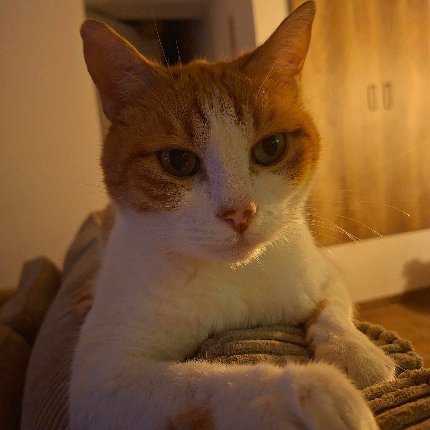 Ronald Weasley a rejoint le concours — aidez-le/la à gagner de superbes lots ! animal, cat, close_up, couch, cozy, domestic_cat, ears, face, furniture, ginger_cat, home, indoor, paw, pet, relaxing, resting, texture, warm_lighting, whiskers, white_cat