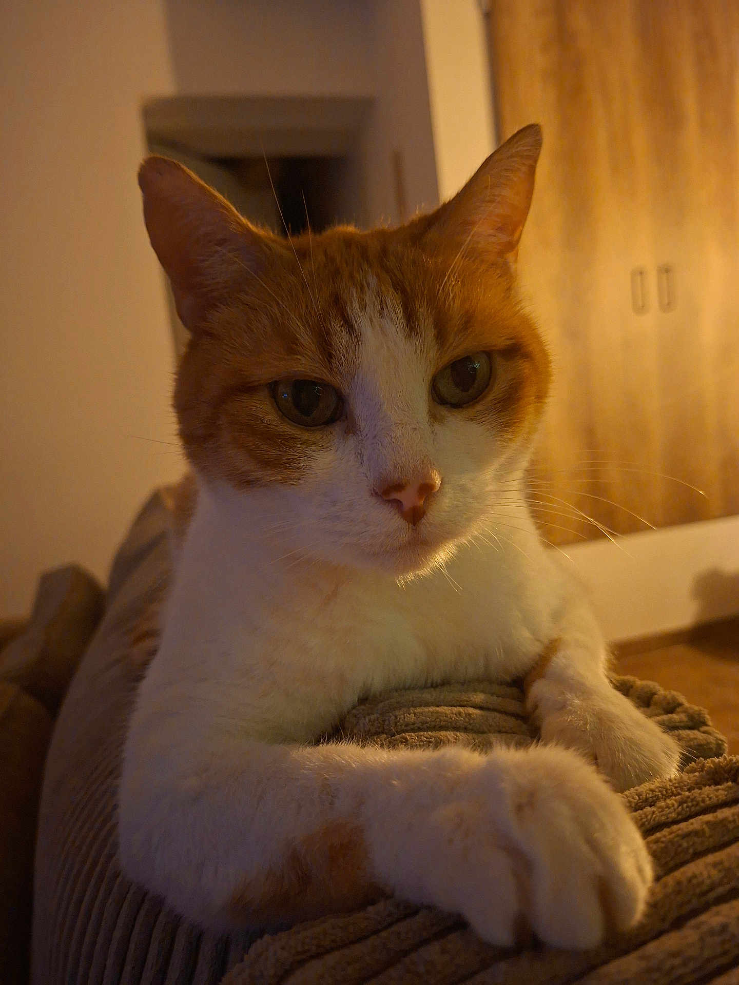 Ronald Weasley a rejoint le concours — aidez-le/la à gagner de superbes lots ! cat, ginger_cat, white_cat, pet, indoor, close_up, couch, furniture, relaxing, warm_lighting, home, animal, paw, whiskers, ears, face, domestic_cat, cozy, resting, texture