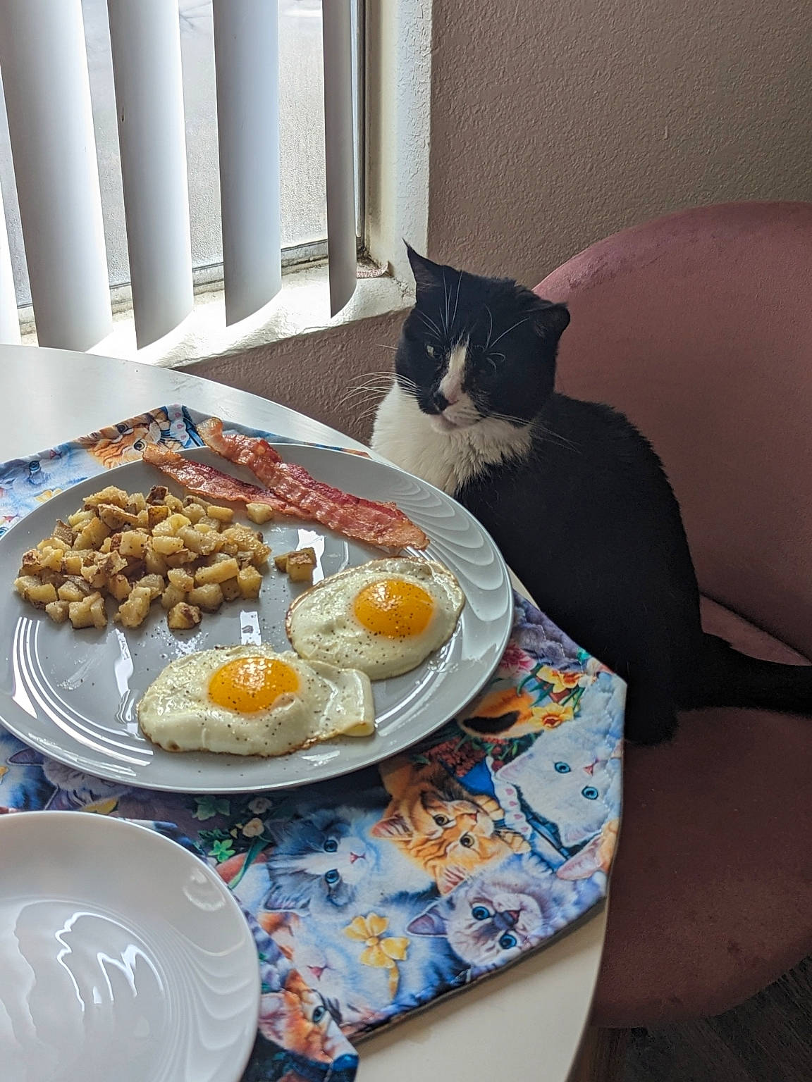 Betty joined the competition — help win amazing prizes! carnivore, cat, comfort, cuisine, dish, dishware, felidae, finger_food, food, ingredient, linens, plate, platter, recipe, serveware, small_to_medium_sized_cats, table, tablecloth, tableware, whiskers