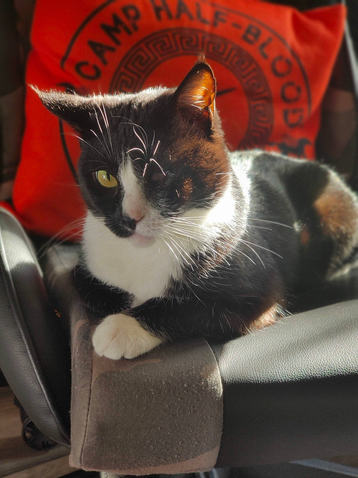 Betty joined the competition — help win amazing prizes! box, carnivore, cat, cat_supply, chair, comfort, domestic_short_haired_cat, felidae, fur, lap, logo, paw, pet_supply, sitting, sleeve, small_to_medium_sized_cats, tail, vertebrate, whiskers