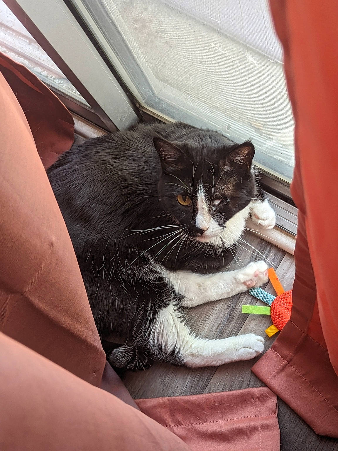 Betty joined the competition — help win amazing prizes! carnivore, cat, claw, comfort, domestic_short_haired_cat, felidae, fur, human_leg, paw, sitting, small_to_medium_sized_cats, tail, whiskers, window