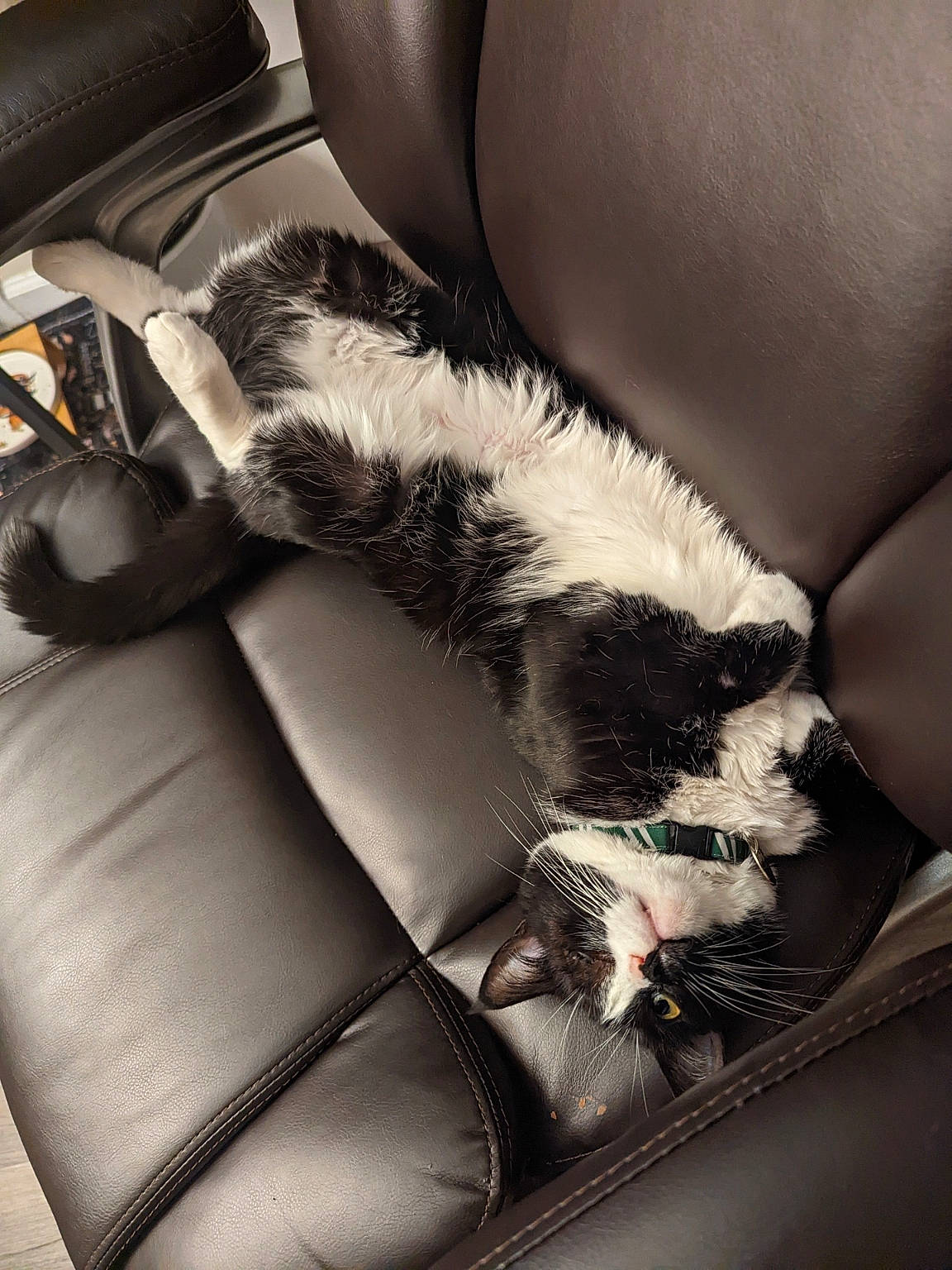 Betty is registered to the contest to win money with this photo: armrest, auto_part, automotive_design, car_seat, carnivore, cat, comfort, companion_dog, couch, felidae, foot, fur, head_restraint, human_leg, monochrome_photography, room, small_to_medium_sized_cats, thigh, tints_and_shades, whiskers