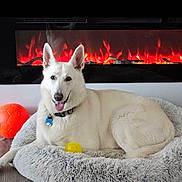 Snowball joined the competition — help win amazing prizes! dog, white_dog, pet_bed, fluffy_bed, yellow_ball, orange_ball, electric_fireplace, fire, indoor, floor, collar, pet_toy, tongue_out, relaxed, cozy, home, wood_floor, canine, resting, animal