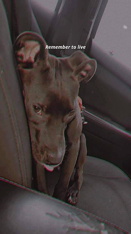 Screech joined the competition — help win amazing prizes! auto_part, automotive_exterior, automotive_window_part, canidae, carnivore, companion_dog, dog, dog_breed, fang, fawn, guard_dog, jaw, liver, non_sporting_group, snout, sporting_group, vehicle_door, whiskers, windshield, working_animal