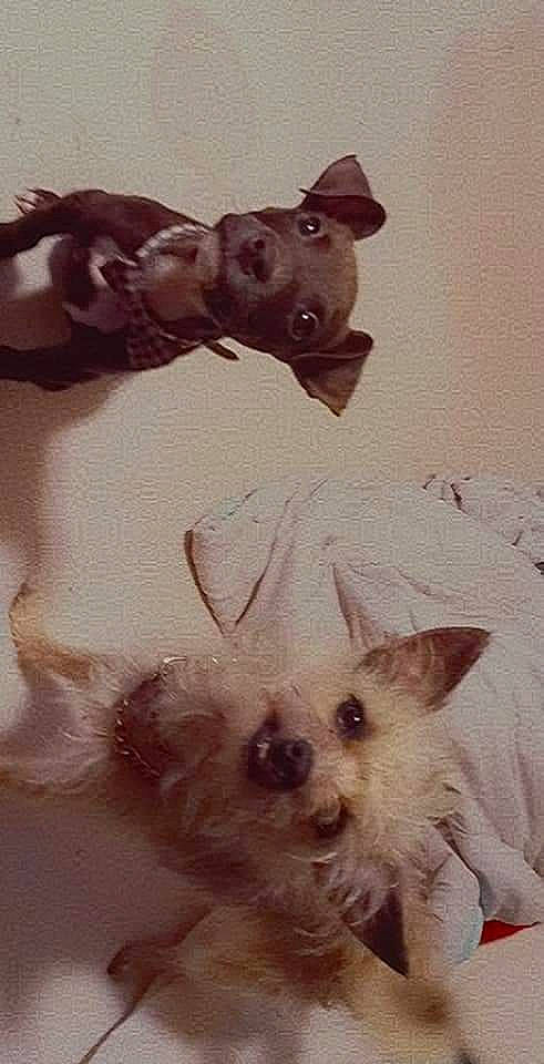 Screech joined the competition — help win amazing prizes! art, canidae, carnivore, companion_dog, dog, dog_breed, fawn, fur, non_sporting_group, petal, small_terrier, snout, sporting_group, terrestrial_animal, terrier, toy, toy_dog, visual_arts, whiskers, working_animal