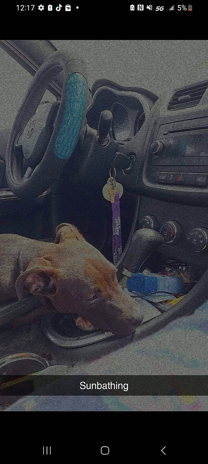 Screech joined the competition — help win amazing prizes! auto_part, automotive_design, automotive_exterior, automotive_tire, automotive_window_part, car, car_seat, car_seat_cover, dog, dog_breed, fawn, hood, motor_vehicle, steering_part, steering_wheel, tints_and_shades, trunk, vehicle, vehicle_door, windshield