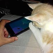 Radjha a rejoint le concours — aidez-le/la à gagner de superbes lots ! animation, bed, cat, closeup, colorful, curious, device, fabric, feline, hand, indoor, light, paw, person, relaxation, screen, shadow, smartphone, technology, watching
