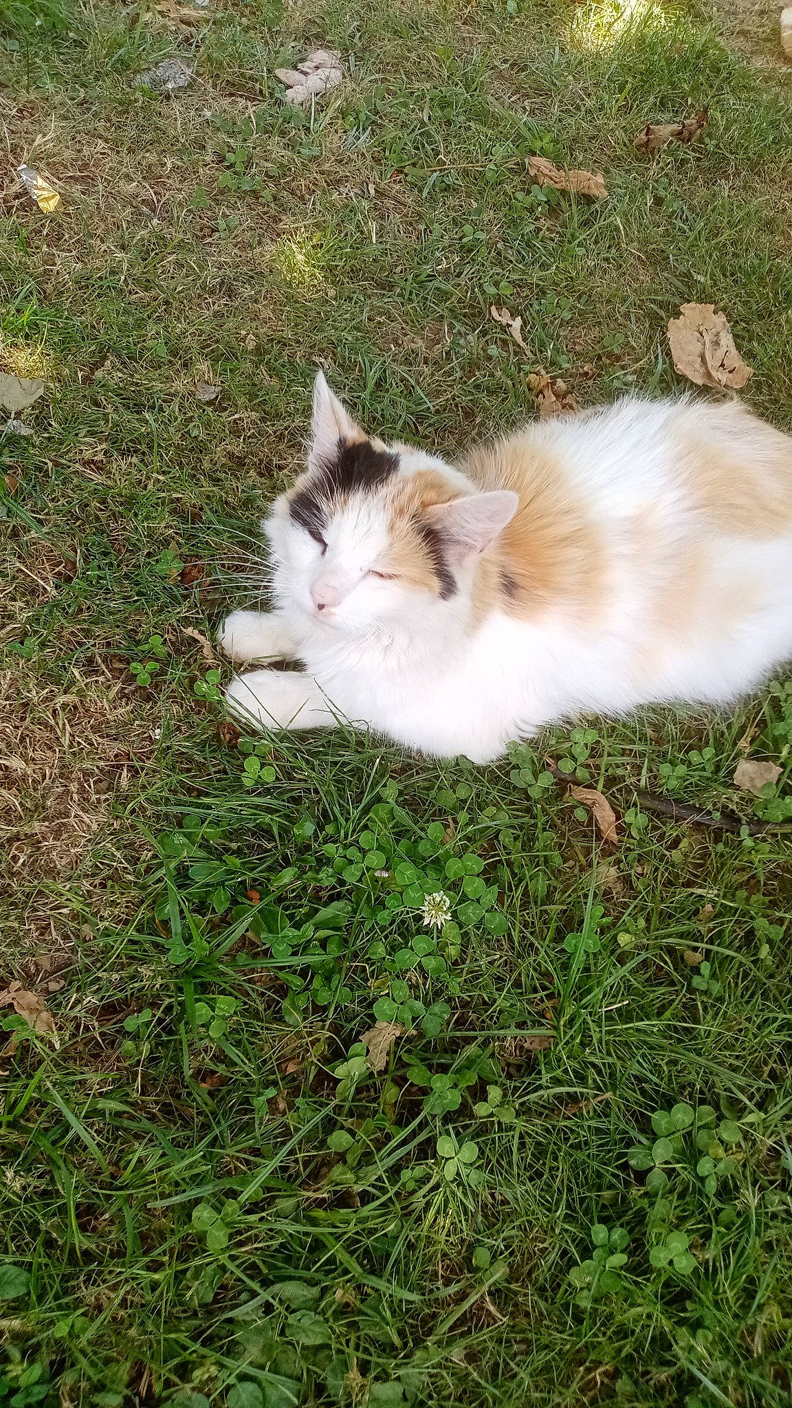 Lisa participe au concours pour gagner de l'argent avec cette photo : aegean_cat, carnivore, cat, domestic_long_haired_cat, domestic_short_haired_cat, european_shorthair, felidae, grass, grass_family, plant, small_to_medium_sized_cats, tail, whiskers