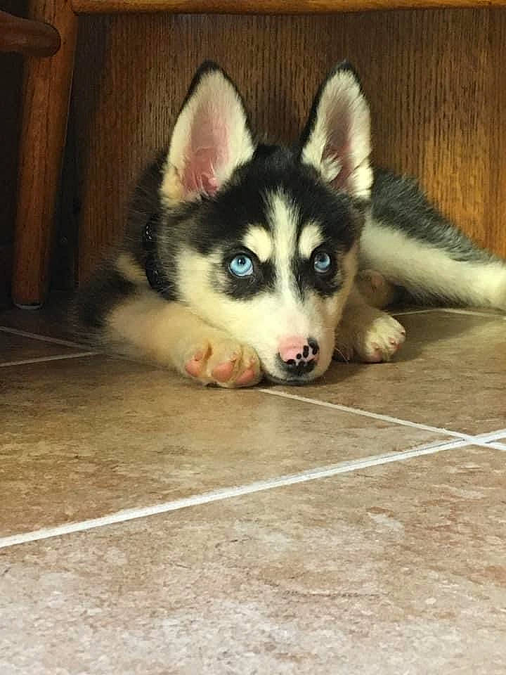 Amika joined the competition — help win amazing prizes! canidae, carnivore, companion_dog, dog, dog_breed, dog_supply, floor, flooring, fur, iris, sled_dog, snout, square, tile, whiskers, working_animal, working_dog