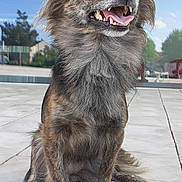 Poupette participe au concours pour gagner de l'argent avec cette photo : accessories, adult, animal, bodypart, canine, car, chihuahua, dog, face, head, male, man, mouth, path, person, pet, strap, transportation, vehicle, walkway