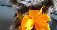 Poupette a rejoint le concours — aidez-le/la à gagner de superbes lots ! accessories, animal, canine, chihuahua, clothing, cockerspaniel, costume, daffodil, dog, flower, flowerarrangement, formalwear, hound, papillon, pet, petal, plant, puppy, sunflower, tie