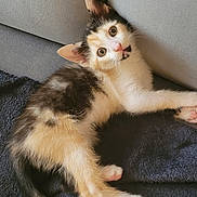 Dsa participe au concours pour gagner de l'argent avec cette photo : kitten, calico, cat, pet, animal, feline, cute, indoor, cozy, blanket, couch, fur, whiskers, ears, tail, young, resting, curious, looking, playful