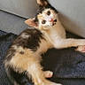 kitten, calico, cat, pet, animal, feline, cute, indoor, cozy, blanket, couch, fur, whiskers, ears, tail, young, resting, curious, looking, playful