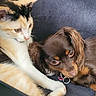 Dsa participe au concours pour gagner de l'argent avec cette photo : calico_cat, kitten, small_dog, brown_dog, couch, indoor, pet, animal, resting, close_together, furry, cute, companions, relaxed, domestic, friendship, young, cozy, curious, snuggle
