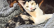 Dsa a rejoint le concours — aidez-le/la à gagner de superbes lots ! cat, dog, calico_cat, brown_dog, blanket, couch, indoor, pet, snuggling, relaxed, fur, animal, companion, cozy, resting, domestic, cute, friendship, soft, texture
