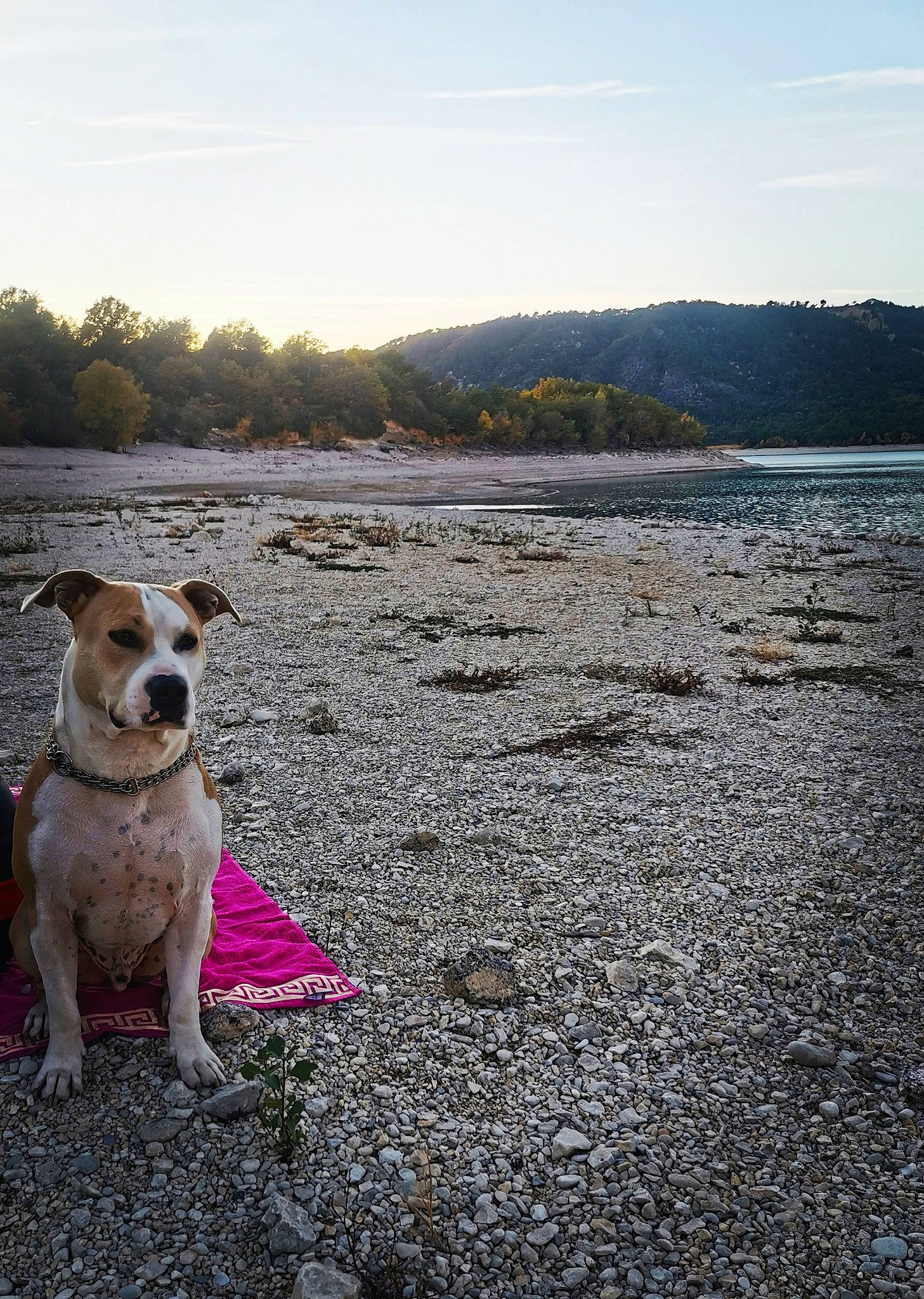 Kenny a rejoint le concours — aidez-le/la à gagner de superbes lots ! carnivore, collar, companion_dog, dog, dog_breed, dog_collar, eyewear, fawn, grass, horizon, lake, landscape, leash, road_surface, sky, sporting_group, terrier, tree, water, wilderness