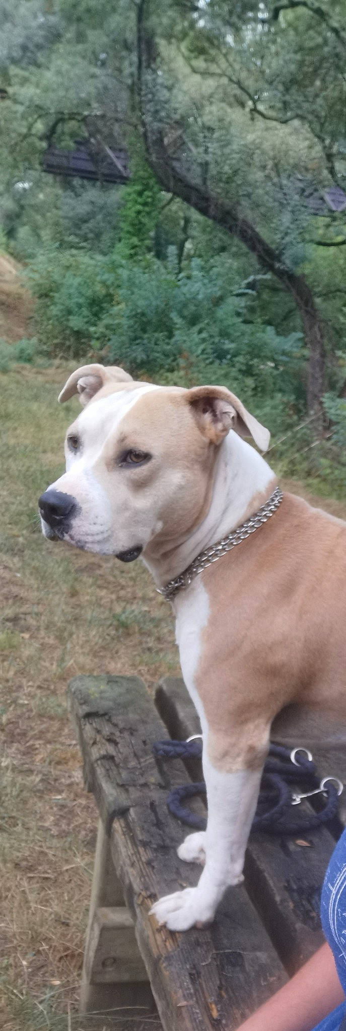 Kenny a rejoint le concours — aidez-le/la à gagner de superbes lots ! adventure, canidae, carnivore, collar, companion_dog, dog, dog_breed, dog_collar, fawn, non_sporting_group, pet_supply, plant, snout, sporting_group, terrestrial_animal, tree, whiskers, working_animal, working_dog, wrinkle