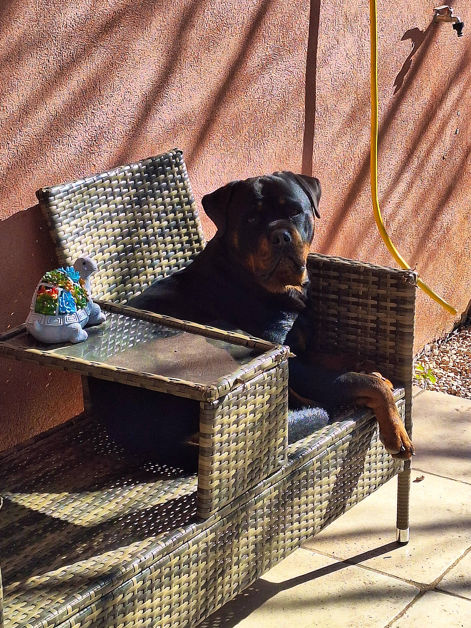 Tyson participe au concours pour gagner de l'argent avec cette photo : art, carnivore, chair, comfort, companion_dog, dog, dog_breed, fashion_accessory, metal, outdoor_furniture, pattern, pet_supply, rectangle, room, shade, shadow, sitting, tints_and_shades, wood, working_animal