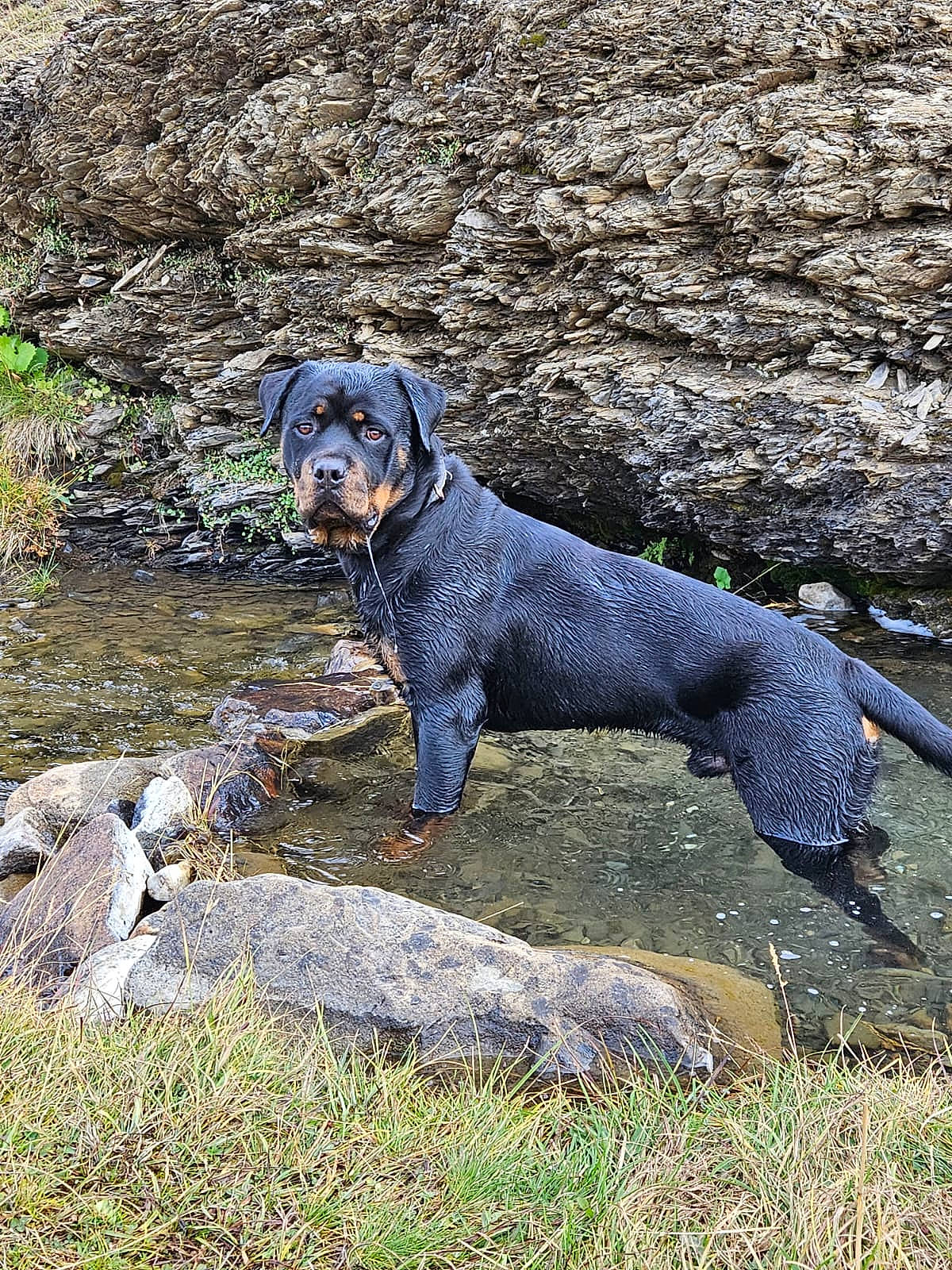 Tyson participe au concours pour gagner de l'argent avec cette photo : carnivore, companion_dog, dog, dog_breed, grass, gun_dog, hunting_dog, lake, plant, rock, sporting_group, tail, terrestrial_animal, water, working_animal, working_dog