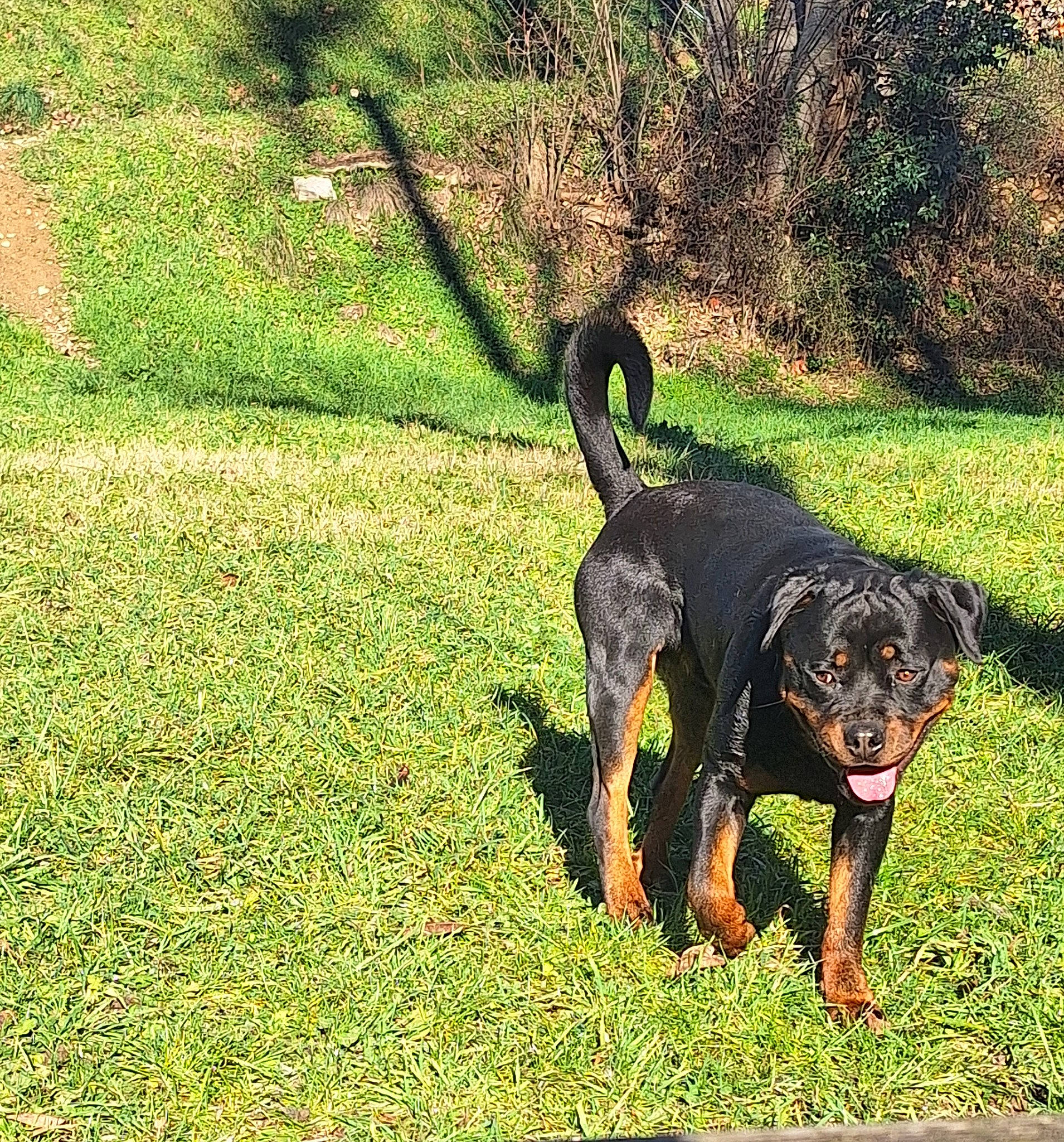 Tyson participe au concours pour gagner de l'argent avec cette photo : canidae, carnivore, companion_dog, dog, dog_breed, grass, grassland, groundcover, guard_dog, hunting_dog, plant, shadow, sporting_group, tail, terrestrial_animal, tree, working_animal, working_dog
