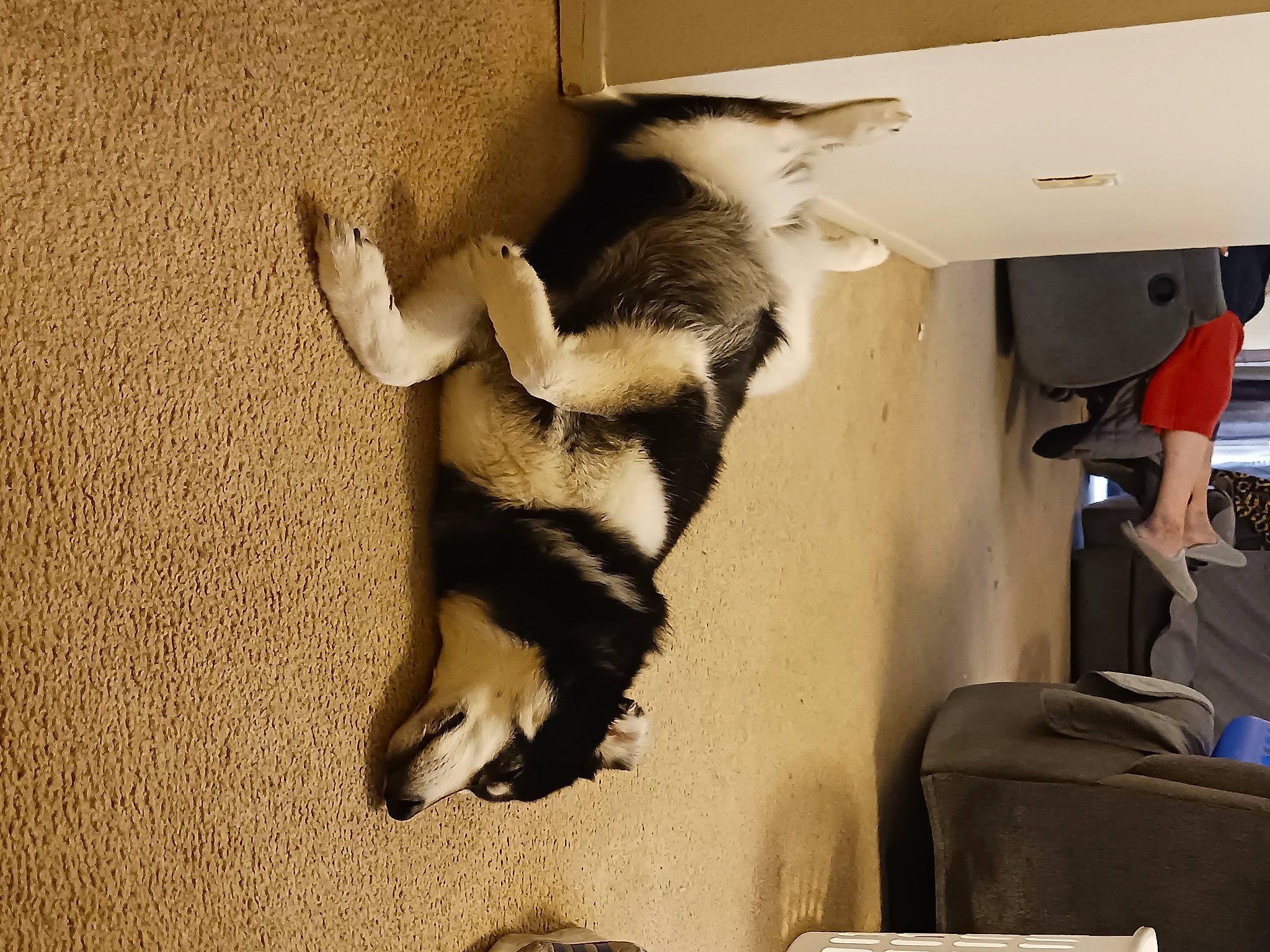 Kia is registered to the contest to win money with this photo: canidae, carnivore, comfort, companion_dog, dog, dog_breed, fawn, felidae, flooring, fur, hardwood, non_sporting_group, paw, puppy, room, small_to_medium_sized_cats, snout, sporting_group, tail, wood