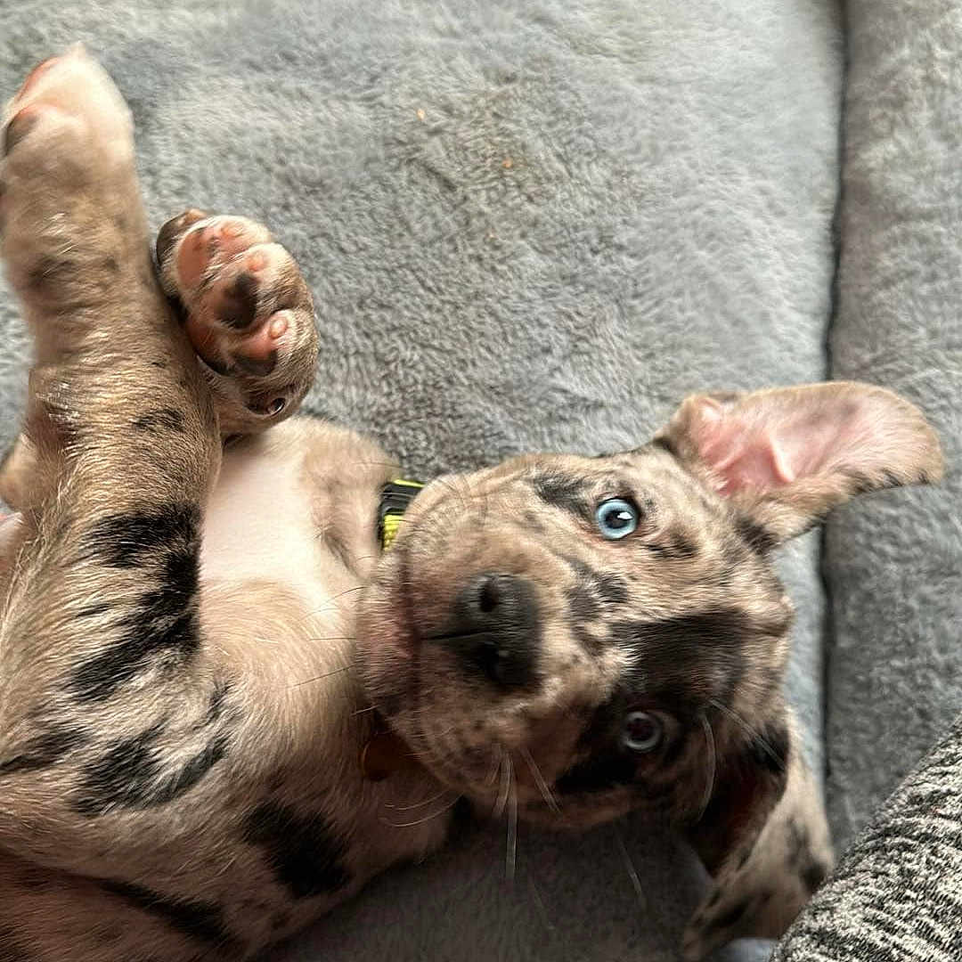 Cash is registered to the contest to win money with this photo: animal, ball, canine, couch, cushion, dog, face, furniture, head, homedecor, hound, indoors, interiordesign, person, pet, photography, puppy, sport, tennis, tennisball