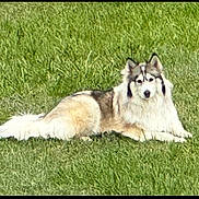 Hona is registered to the contest to win money with this photo: dog, animal, outdoor, grass, lying_down, pet, canine, fluffy, nature, sunlight, mammal, calm, relaxed, fur, field, daylight, domestic_animal, resting, alert, park