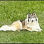 dog, animal, outdoor, grass, lying_down, pet, canine, fluffy, nature, sunlight, mammal, calm, relaxed, fur, field, daylight, domestic_animal, resting, alert, park