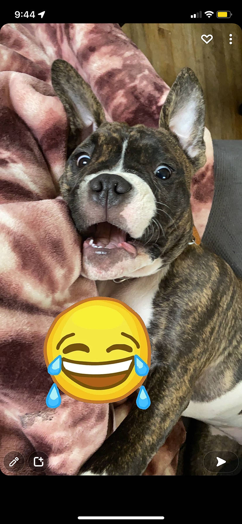 Kahlessi is registered to the contest to win money with this photo: ball, canidae, carnivore, collar, companion_dog, dog, dog_breed, dog_collar, fawn, fur, gesture, happy, mammal, snout, sporting_group, terrestrial_animal, toy_dog, vertebrate, whiskers, working_animal