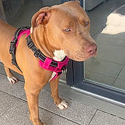 Athena a rejoint le concours — aidez-le/la à gagner de superbes lots ! dog, brown_dog, pink_harness, pet, canine, outdoor, patio, glass_door, reflection, tile_floor, animal, domestic_animal, standing, side_view, looking_away, ears, snout, paws, fur, daylight
