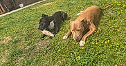 Athena a rejoint le concours — aidez-le/la à gagner de superbes lots ! dog, dogs, grass, outdoor, sunny, relaxed, black_dog, brown_dog, flower, yellow_flower, pet, animal, nature, lawn, canine, playing, summer, daylight, two_animals, resting