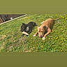dog, dogs, grass, outdoor, sunny, relaxed, black_dog, brown_dog, flower, yellow_flower, pet, animal, nature, lawn, canine, playing, summer, daylight, two_animals, resting
