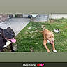 dog, outdoor, grass, tongue, happy, pet, canine, yard, concrete, shed, brown_dog, black_dog, animal, playful, summer, sunlight, resting, cute, two_dogs, tongue_out