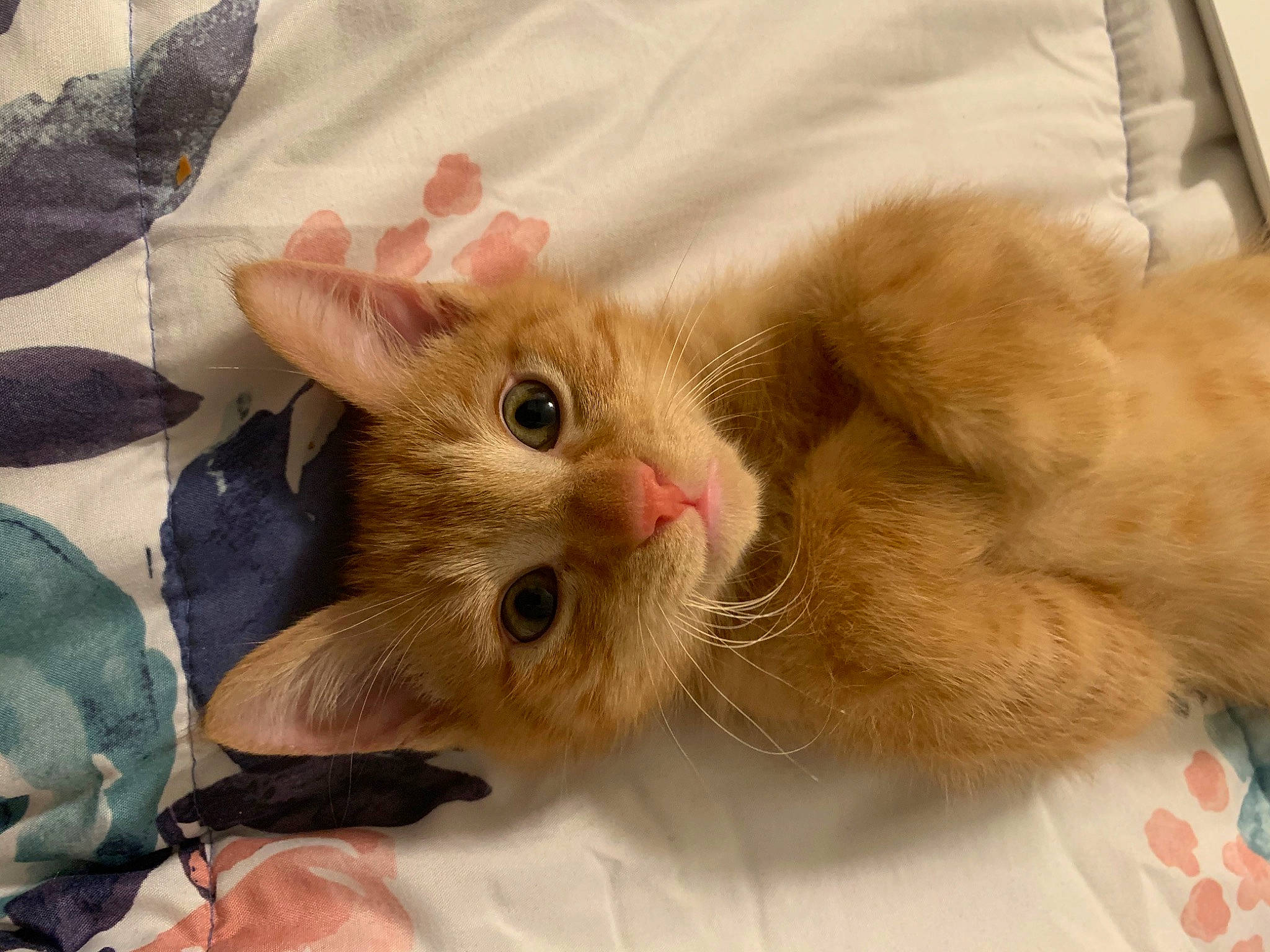 Benito is registered to the contest to win money with this photo: carnivore, cat, claw, comfort, domestic_short_haired_cat, fawn, felidae, foot, fur, paw, small_to_medium_sized_cats, snout, tail, whiskers