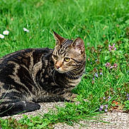 Mugi a rejoint le concours — aidez-le/la à gagner de superbes lots ! cat, tabby_cat, grass, flowers, outdoor, nature, animal, pet, feline, greenery, plant, leaf, path, alert, mammal, whiskers, ears, fur, wildlife, sunlight