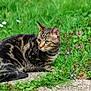 cat, tabby_cat, grass, flowers, outdoor, nature, animal, pet, feline, greenery, plant, leaf, path, alert, mammal, whiskers, ears, fur, wildlife, sunlight