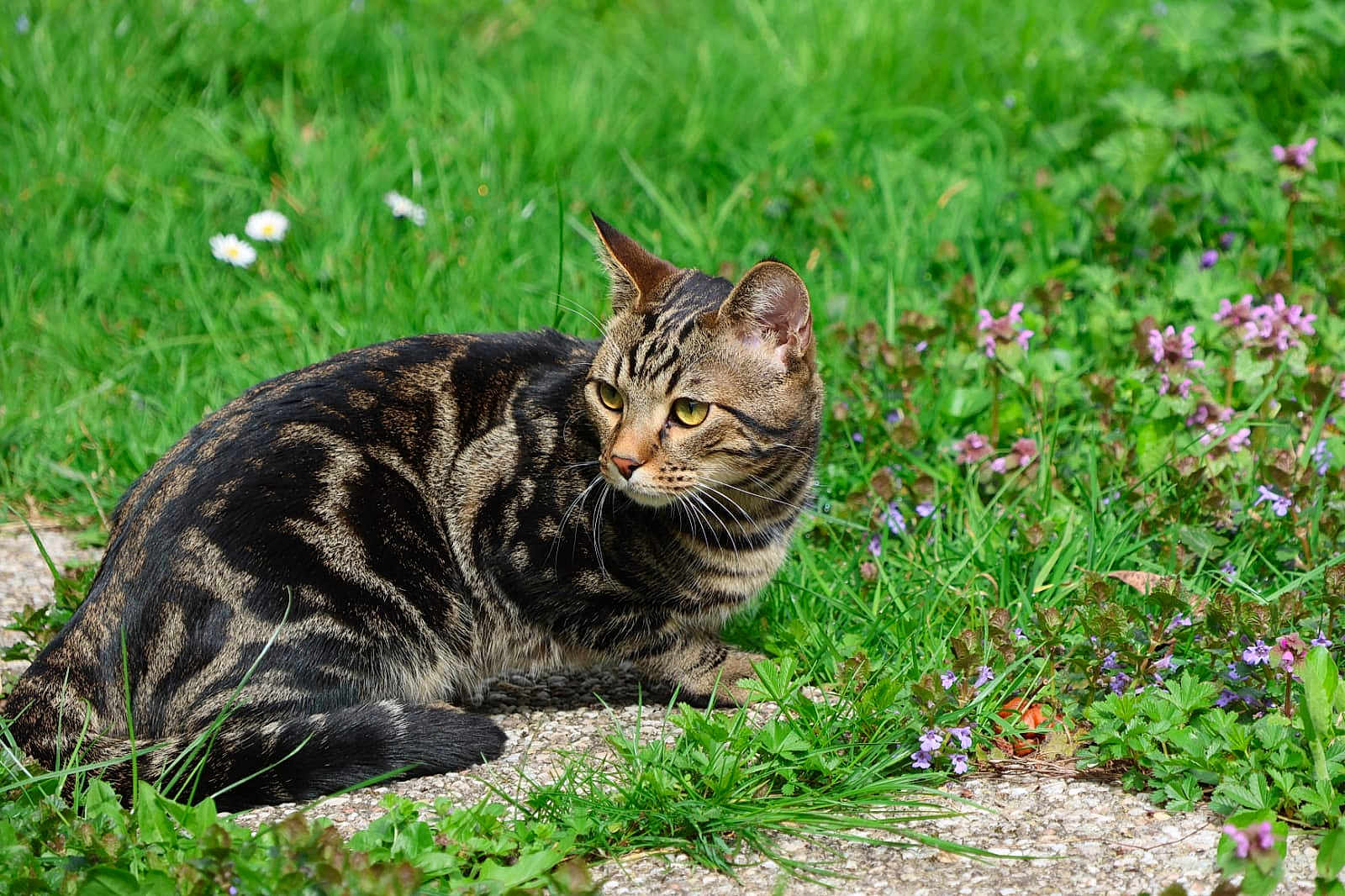 Mugi a rejoint le concours — aidez-le/la à gagner de superbes lots ! cat, tabby_cat, grass, flowers, outdoor, nature, animal, pet, feline, greenery, plant, leaf, path, alert, mammal, whiskers, ears, fur, wildlife, sunlight